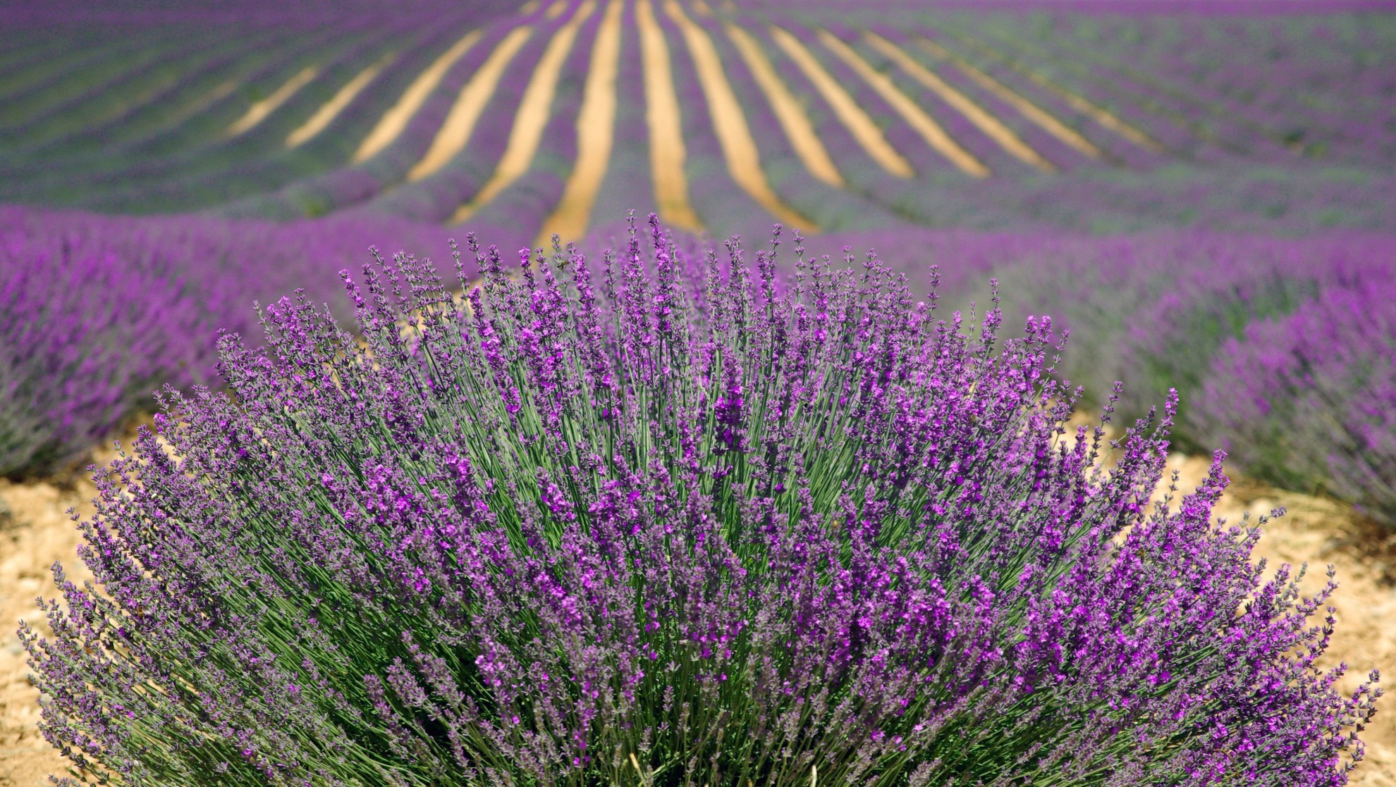 Miere poliflora si lavanda cremoasa