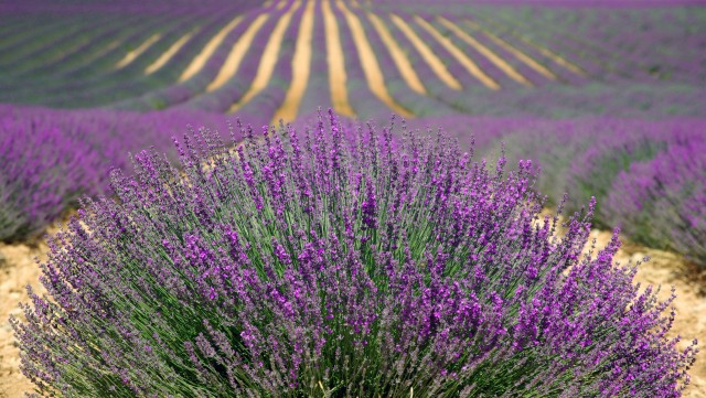 Miere poliflora si lavanda cremoasa