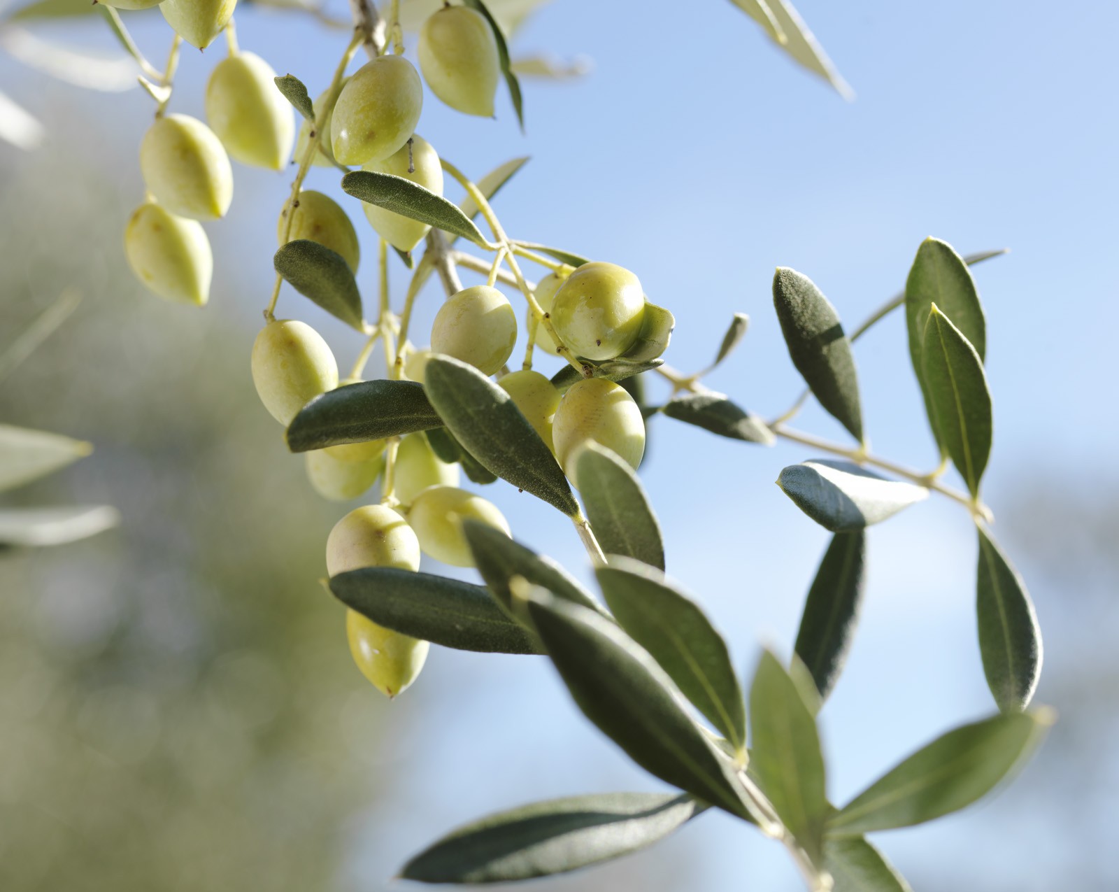 Masline kalamata fara samburi ECO