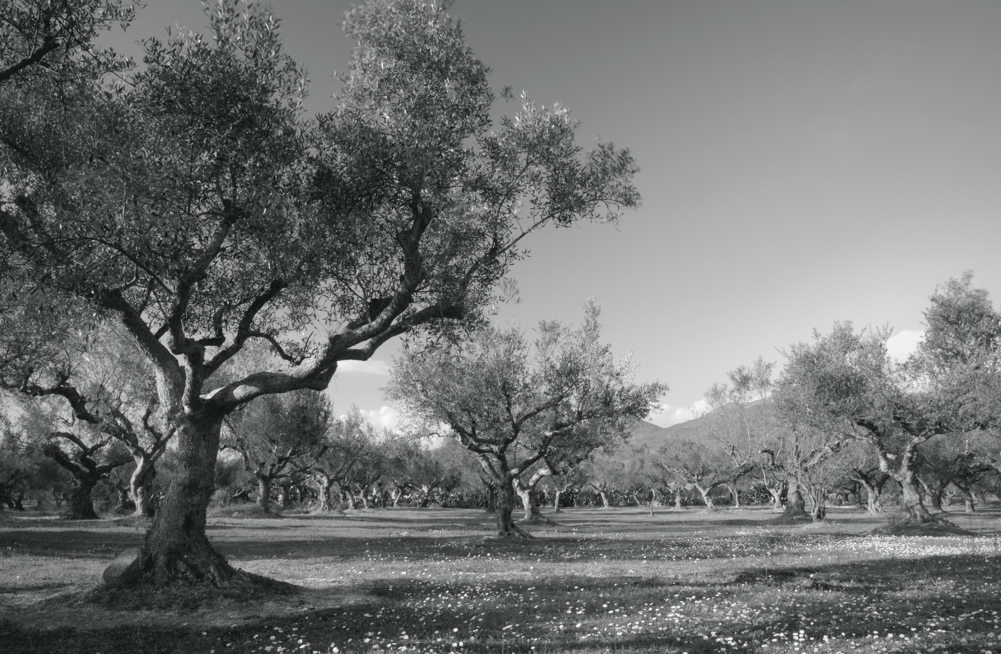 Masline kalamata intregi