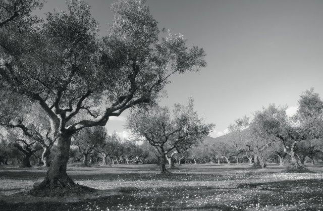 Masline kalamata intregi